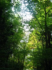 gorgeous maple trees